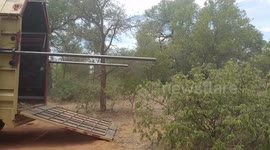 Giraffe wipes out twice when seeing its new home