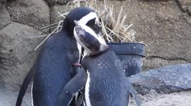 Penguins grooming each other