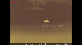 Thermal image of a boar