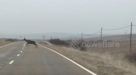 Herd of deer sprint in front of car to cross road in Spain