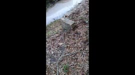Woman rescues starving dog trapped in a canal