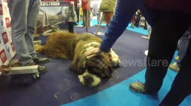 Saint Bernard Worries Smaller Dog