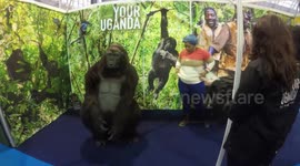 An animatronic gorilla wows specators In London