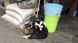Cat and two kittens curl up together on Bangkok street