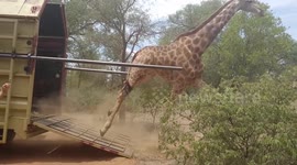 Giraffe wipes out spectacularly on release