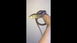 Legless lizard