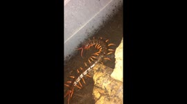 Giant centepede