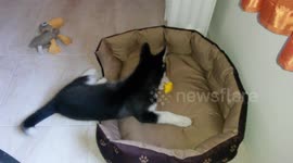 Husky puppy singing