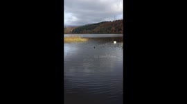 Dog stuck on floats