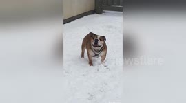 Newsflare Edit - Darla wants to keep playing outside