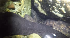 Giant Japanese Salamanders in an underwater cave