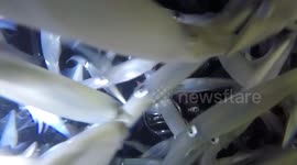 Diver takes underwater selfie amongst thousands of squid swimming around him