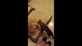 Cat bullys dog out of bed then follows to still bully her