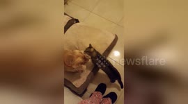 Newsflare Edit - Cat bullys dog out of bed then follows to still bully her