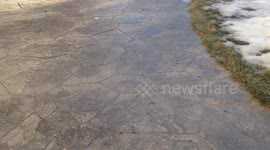 Lani the calico cat chasing a snowball
