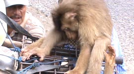 disturbing plants, monkeys in cages for sale as coconut climbers