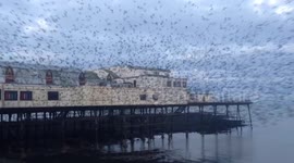 Thousand of starlings burst out from under The Royal Pier