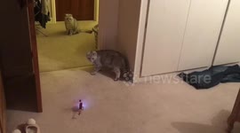 Cats spooked by toy helicopter