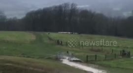 Devil dog being hunted by police for savaging livestock