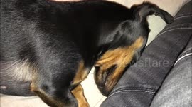 Cute little Dachshund falls asleep while playing