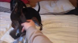 A game of tug o' war with a Dachshund puppy