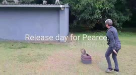 Rehabilitated monkey returned to his troop!