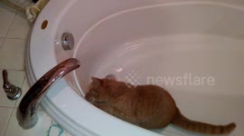 Cat LOVES Playing with Water Dripping from Faucet!