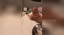 Golden retriever sings to owner's trumpet playing