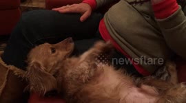 Dog begging for attention