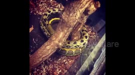 Just a snake circling around a tree branch