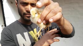 Exclusive: Rare four-legged chicken discovered in rural India