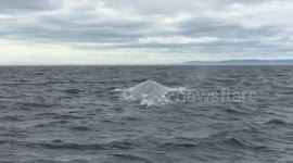 Close encounter with a blue whale - St Laurent Quebec (Canada) - Summer 2017