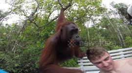 Orangutan gives man a friendly slap on the nose