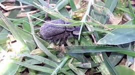 an insect carry another insect on her back and spider cross over them