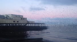 Thousands of little starlings burst out from under The Royal Pier, Aberystwyth