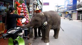 Just a mahout walking his elephant down the street