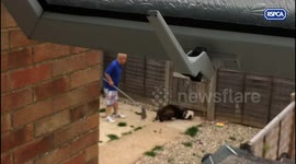 Cruel skinhead banned from keeping dogs for life for battering his pal's bulldog with a plank of wood