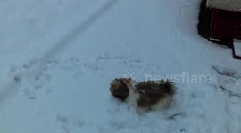 Gizmo the Shih Tzu enjoying another snowy day in Scotland.