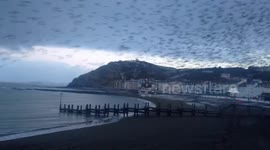 Thousands of starlings burst out from under the Royal Pier in Aberystwyth