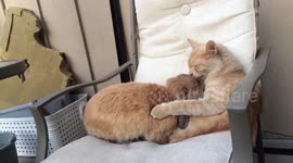 Cat is head-over-heels in love with rabbit