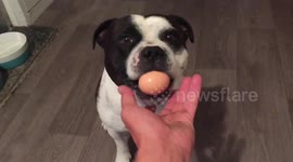 My Staffy, Judge tried the egg challenge. Not a fan