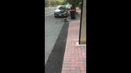 Koala visiting neighbors on a hot day in Burnside, Adelaide