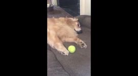 Lazy Golden Retriever with a Tennis Ball