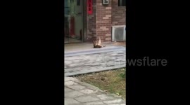 Cat doing standard sit-ups