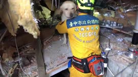 Sniffer dog finds Taiwan's quake victim trapped in debris