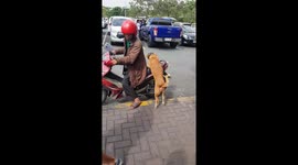 Dog jumps on back of motorbike for a ride