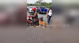 Newsflare Edit - Dog jumps on the back of motorbike