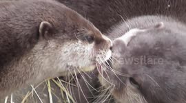 Just two otters 'french kissing'