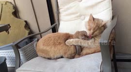 Cat is head-over-heels in love with rabbit