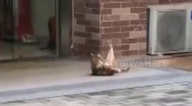 Cat caught doing sit-ups